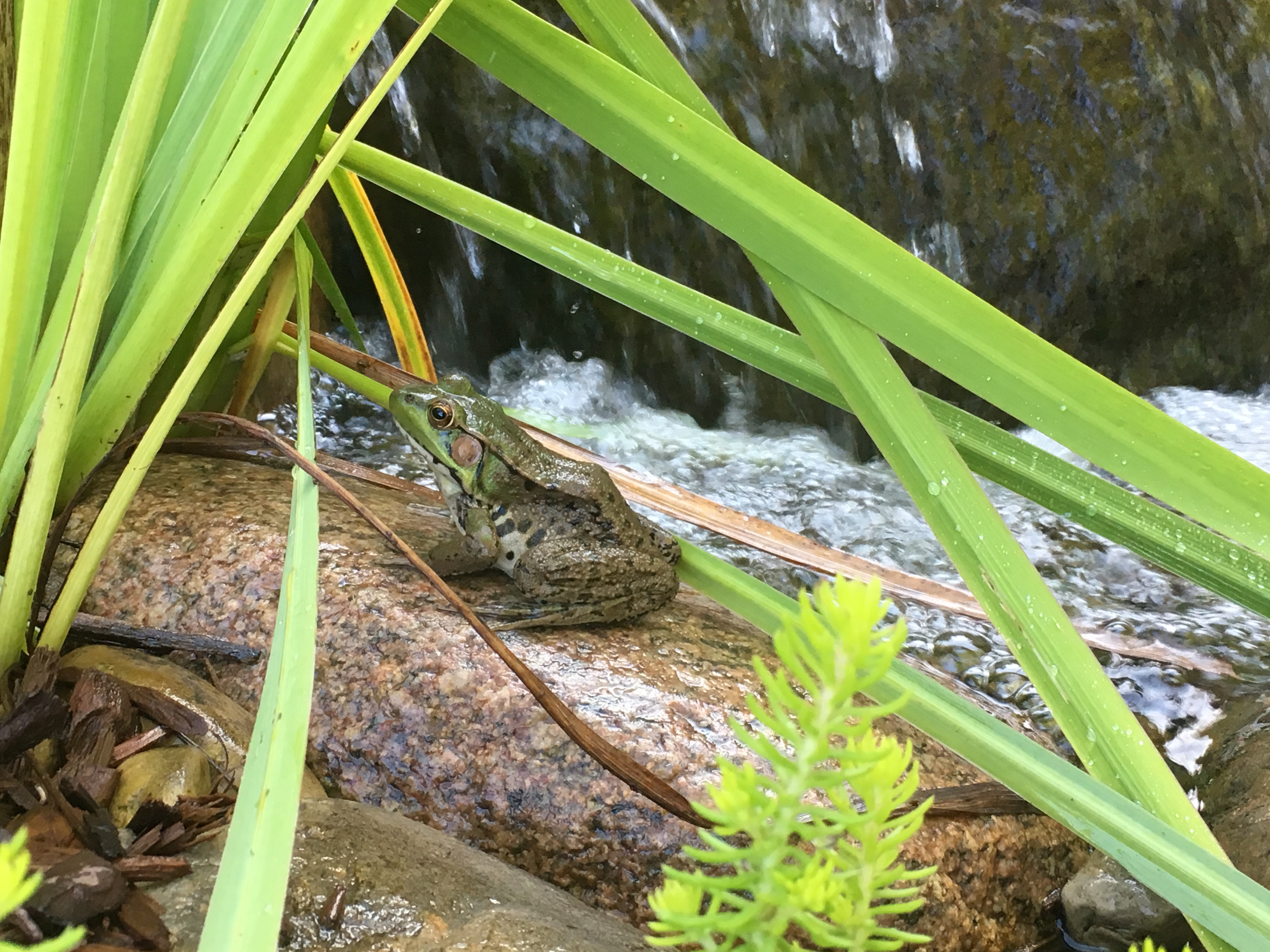 frogs