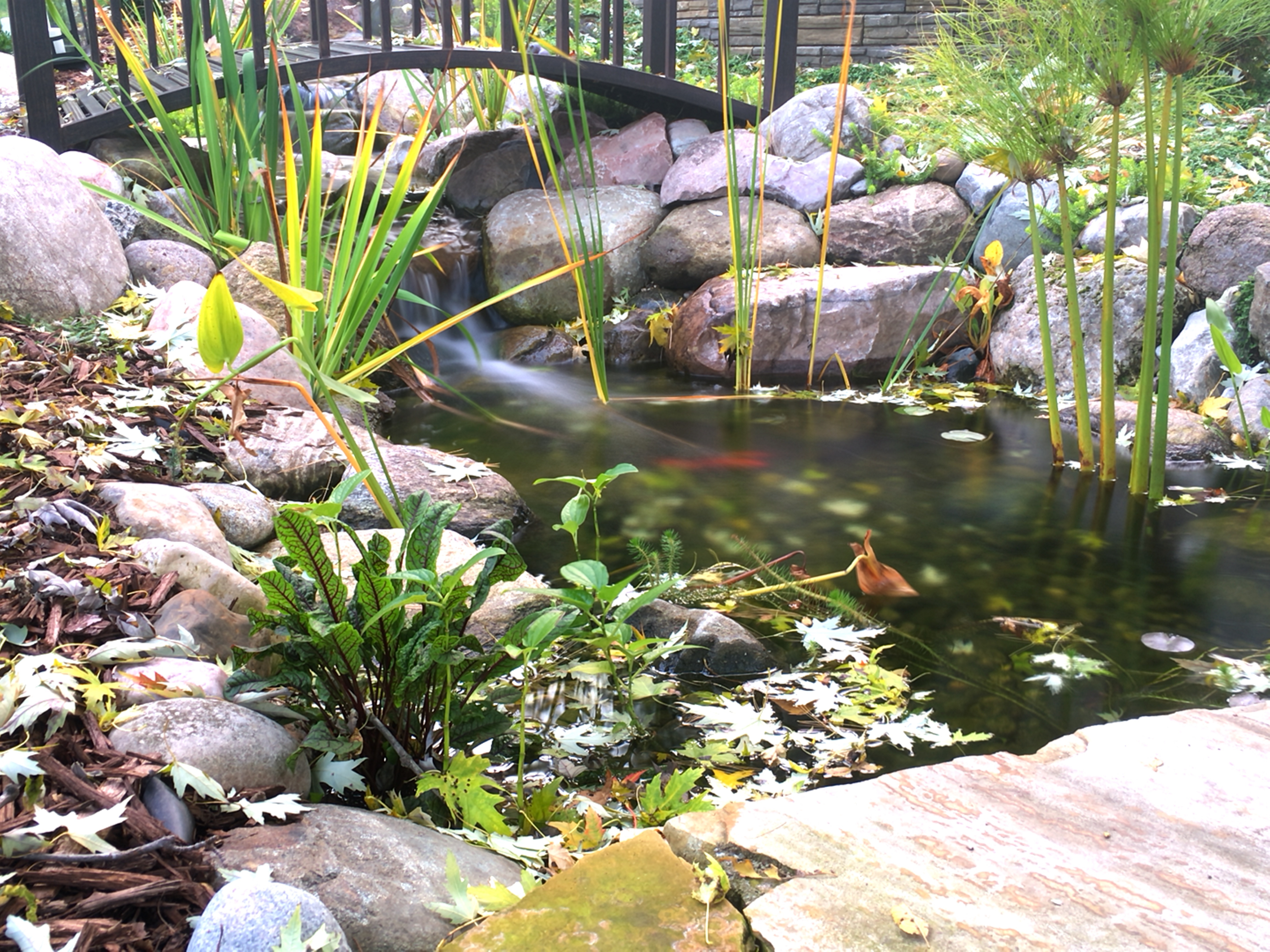 Fall Goldfish Pond. Grand Rapids, MI