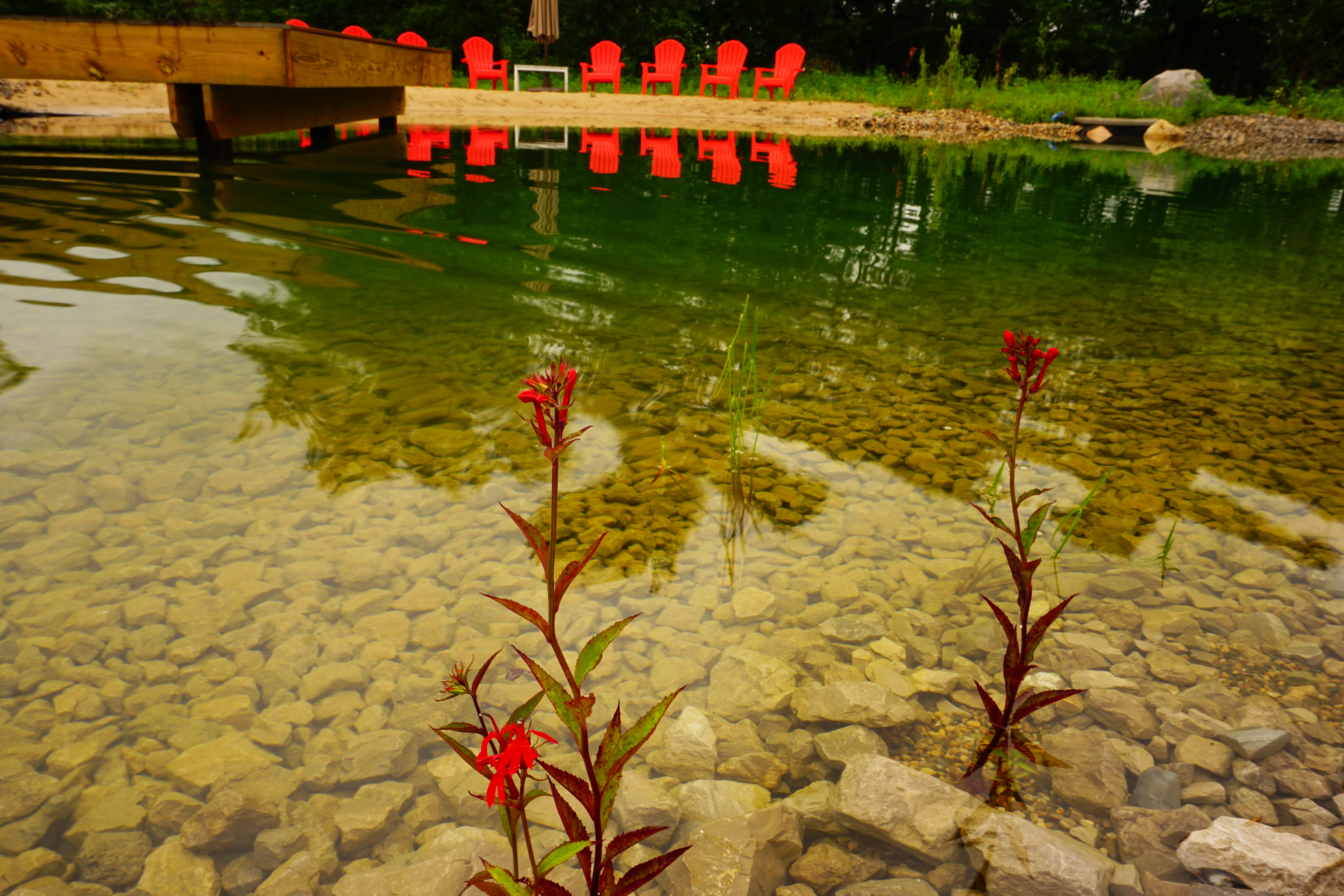 Swimming Pond view of Beach and Cardinal Flowers. Byron Center, MI
