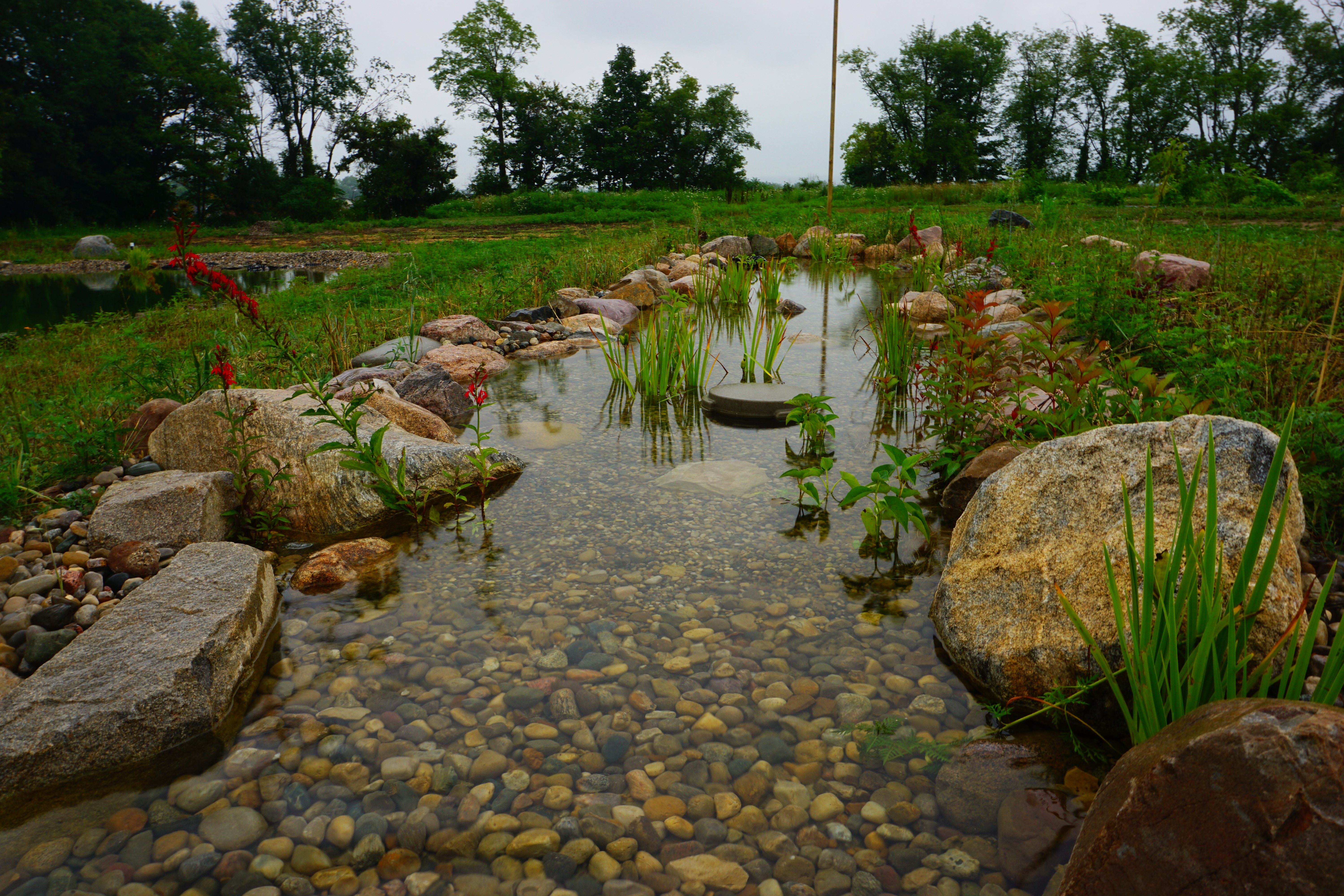 Swimming Pond Wetland Filter. Byron Center, MI